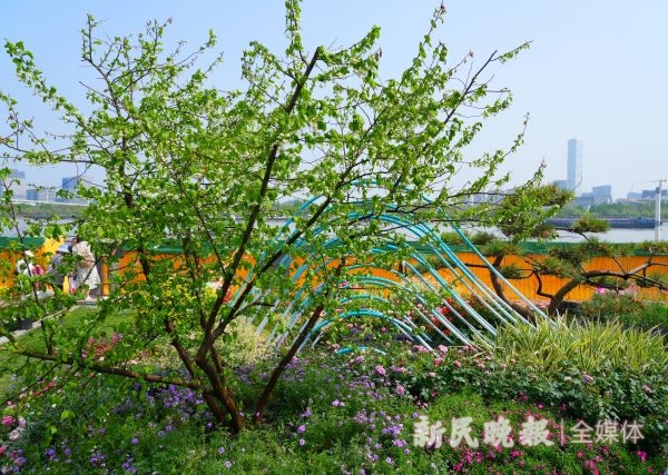 探秘上海（国际）花展长三角展区：“名画与花境”的背后是绿色低碳与科技的魅力(图10)